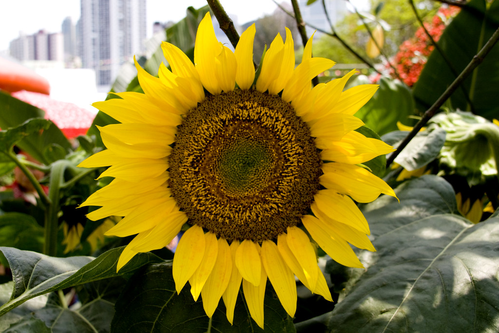 Hong Kong Flower Show sunflower in an urban jungle Flickr