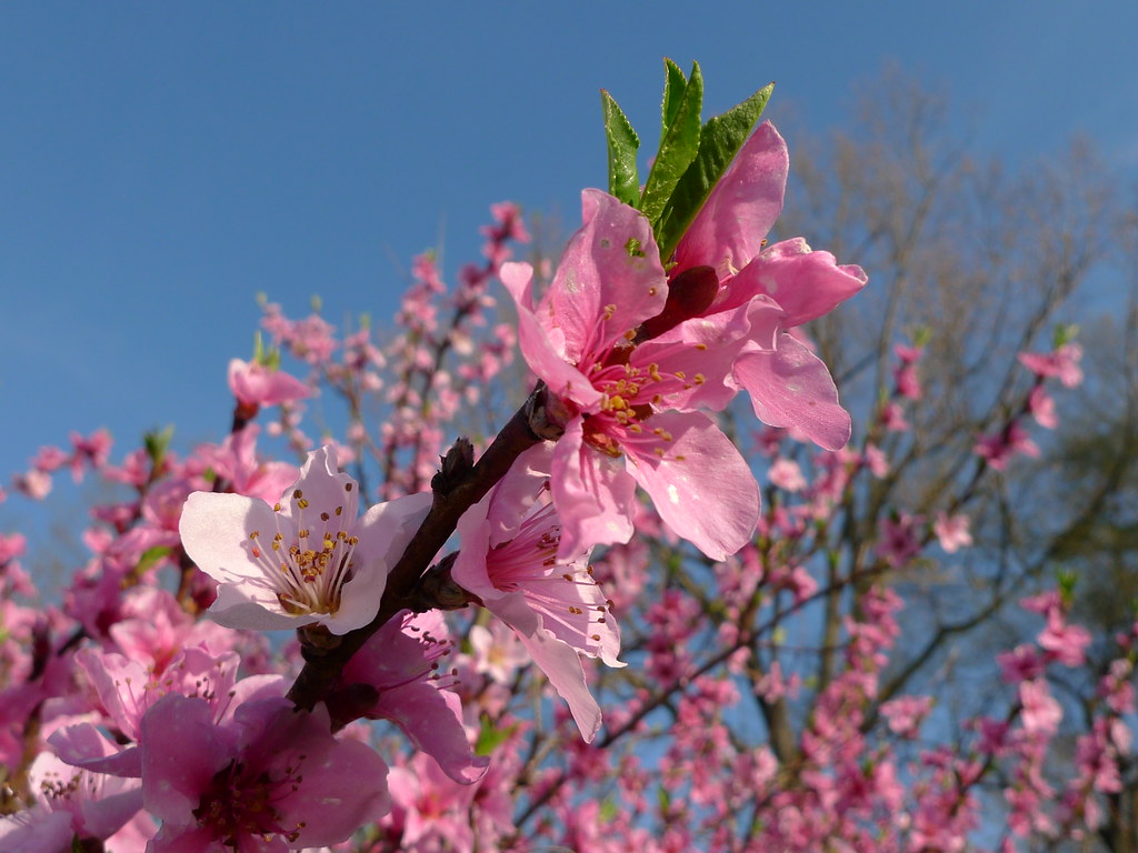 Peach flower The peach (Prunus persica) is a species of Pr… Flickr