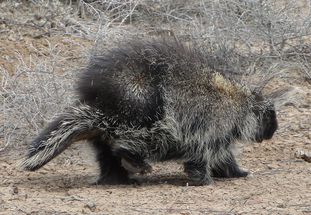 porcupine porcupine near Cabezon, New Mexico mjhinton Flickr