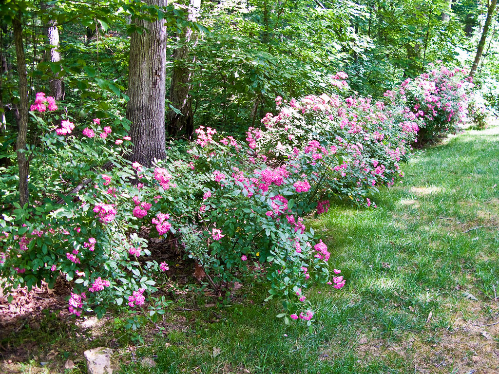 Wild Rose Hedge Wild Rose Hedge fritzmb Flickr