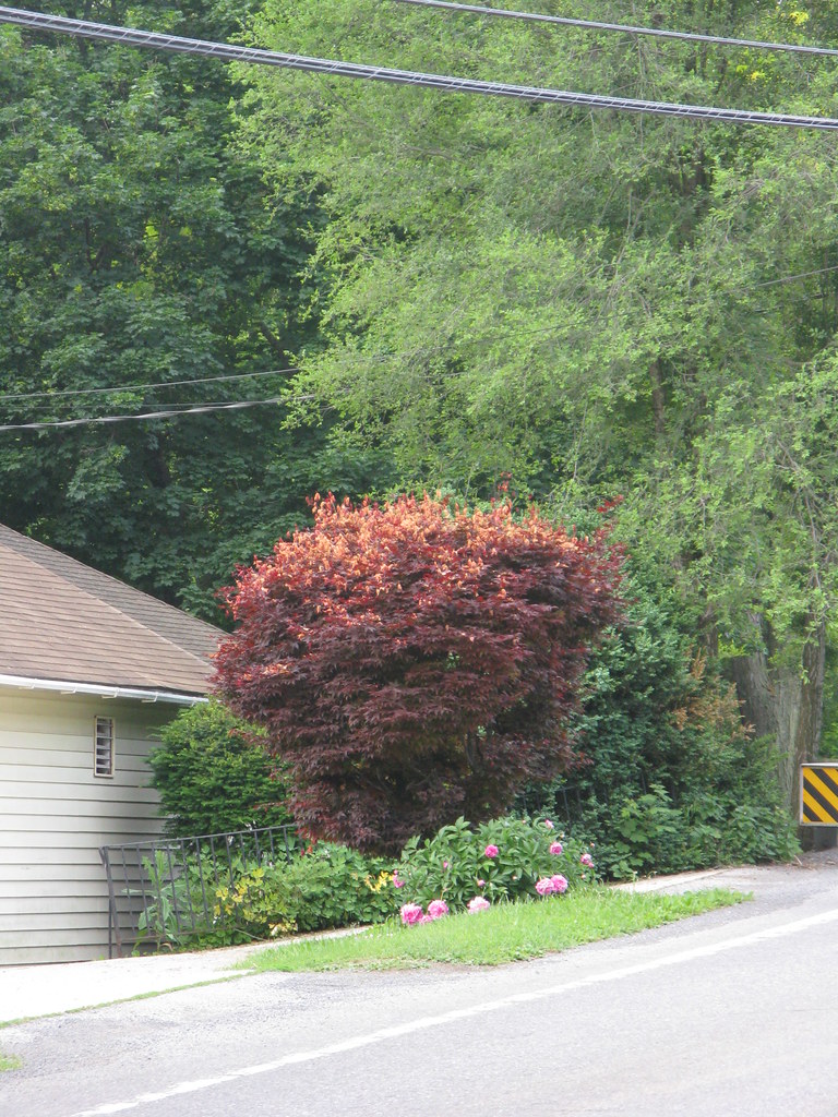 Frost Damage on a Japanese Maple Acer palmatum = Japanese … Flickr