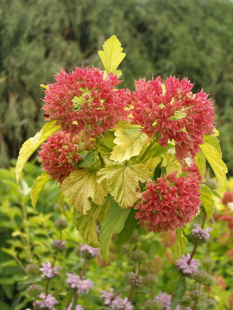 Physocarpus opulifolius 'Dart's Gold' Nine Bark Denver Bot… Flickr