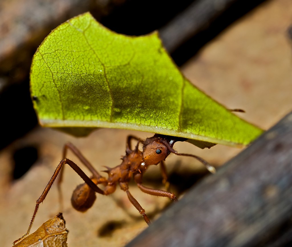 Atta Ant Adrian Davies Imaging Leaf Cutter Ant Atta Cephalotes For