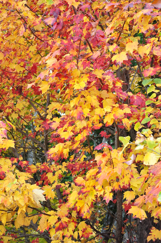 Oakfield october 2009 012 ferrere Flickr