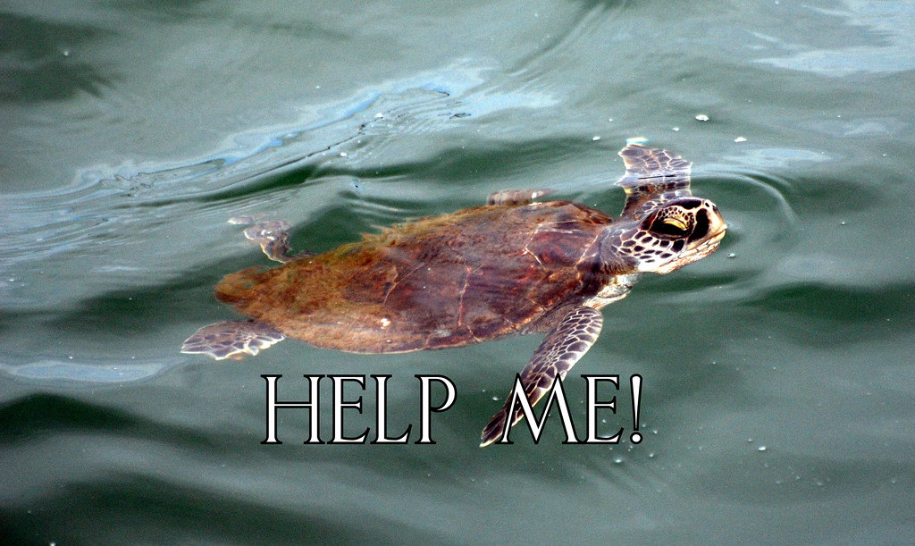 Sea Turtles Need HElp! Turtles have been freezing into a