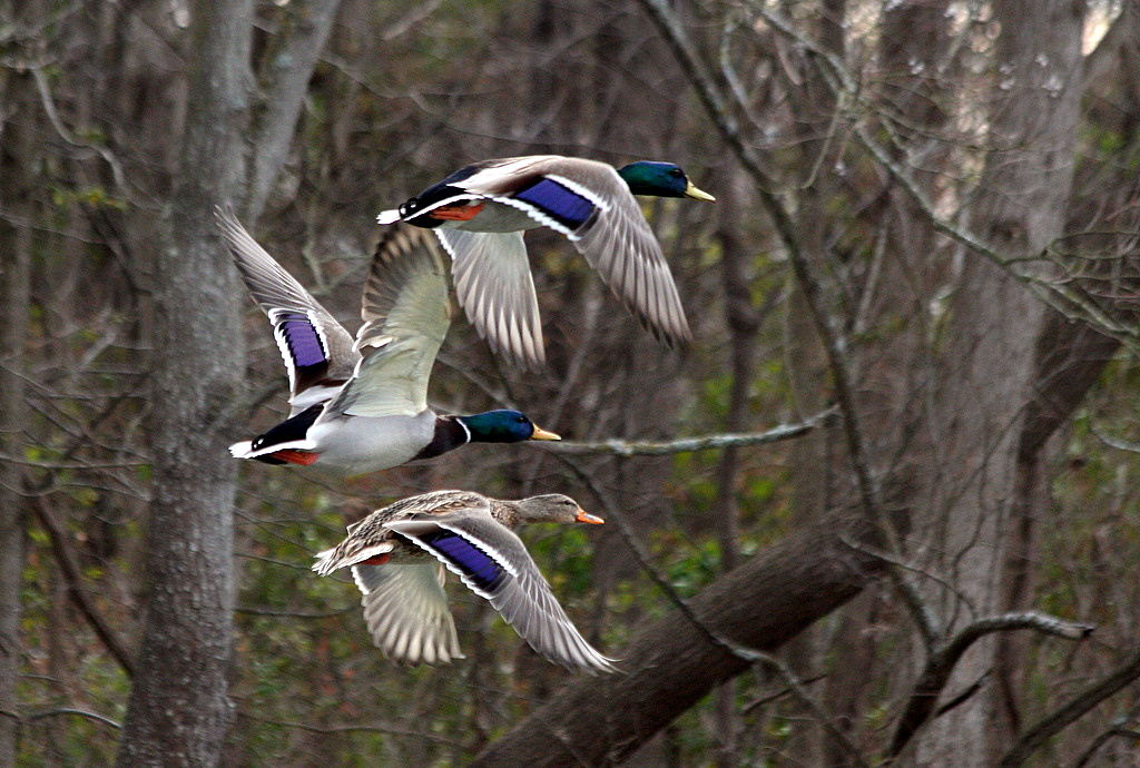 Mallard Flight 02 Mallards in the woods around White Rock … Flickr