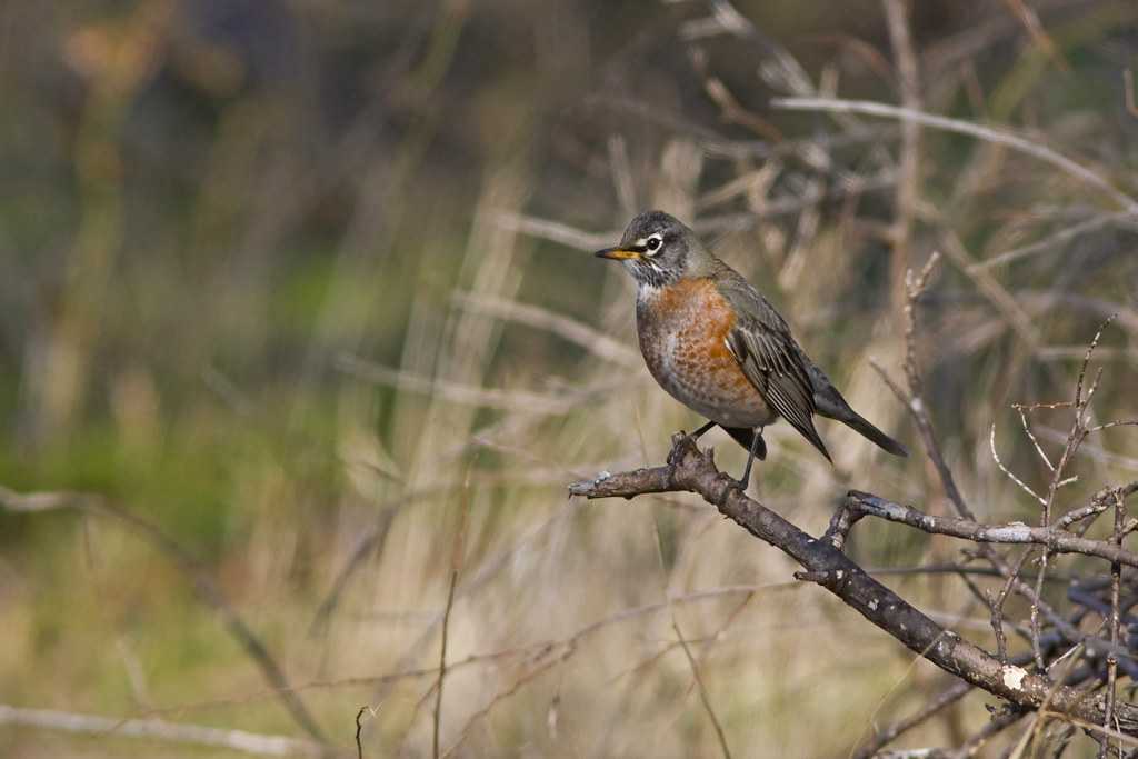 American Robin Occasionally, flocks of hundreds of robins … Flickr