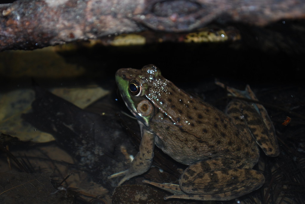 Western Chorus Frog Pewit's Nest Wisconsin State Natural A… Flickr