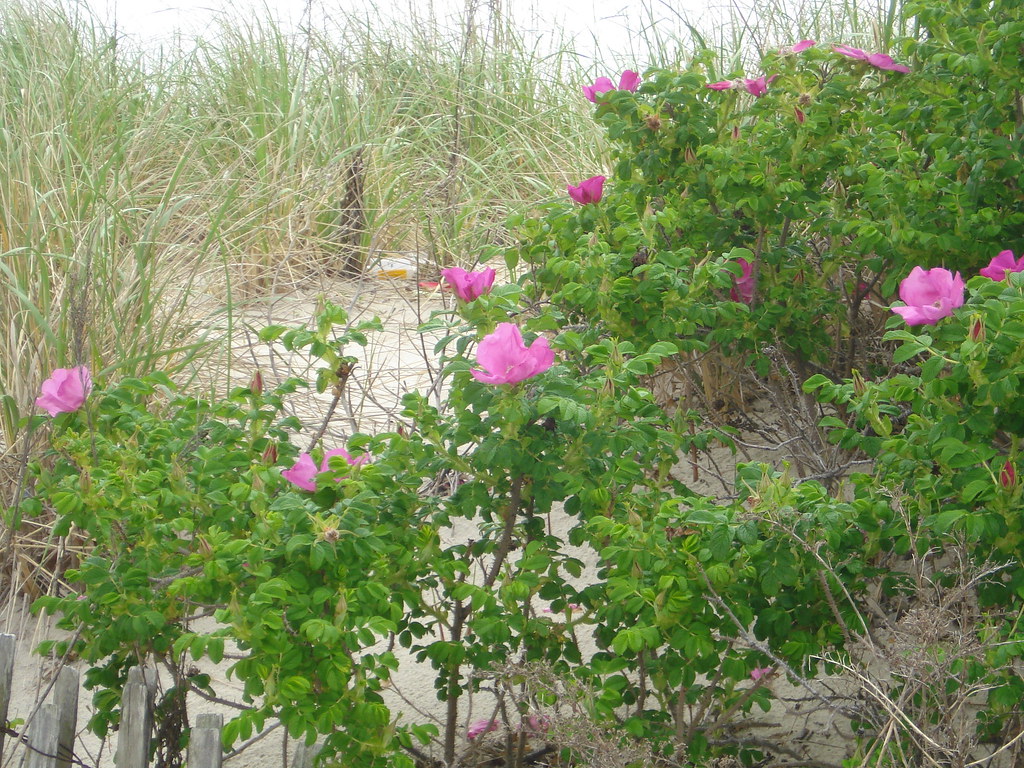 Beach Roses, Seaside 6/09 TampaLibrarian Flickr