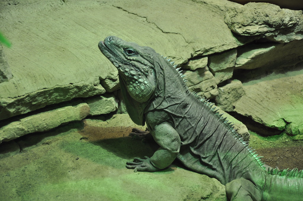 Reptile House at the Columbus Zoo March 2010 The sun wa… Flickr