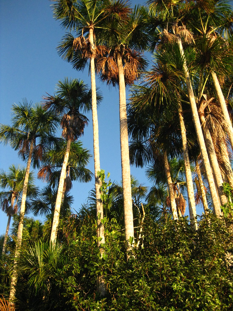 Palm Trees Puerto Maldonado Peru paul_fujimoto Flickr