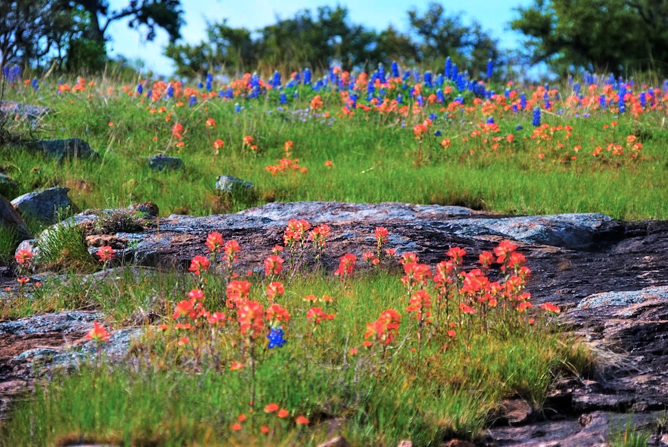 Wildflowers Texas Hill Country More info on my blog www.n… Flickr