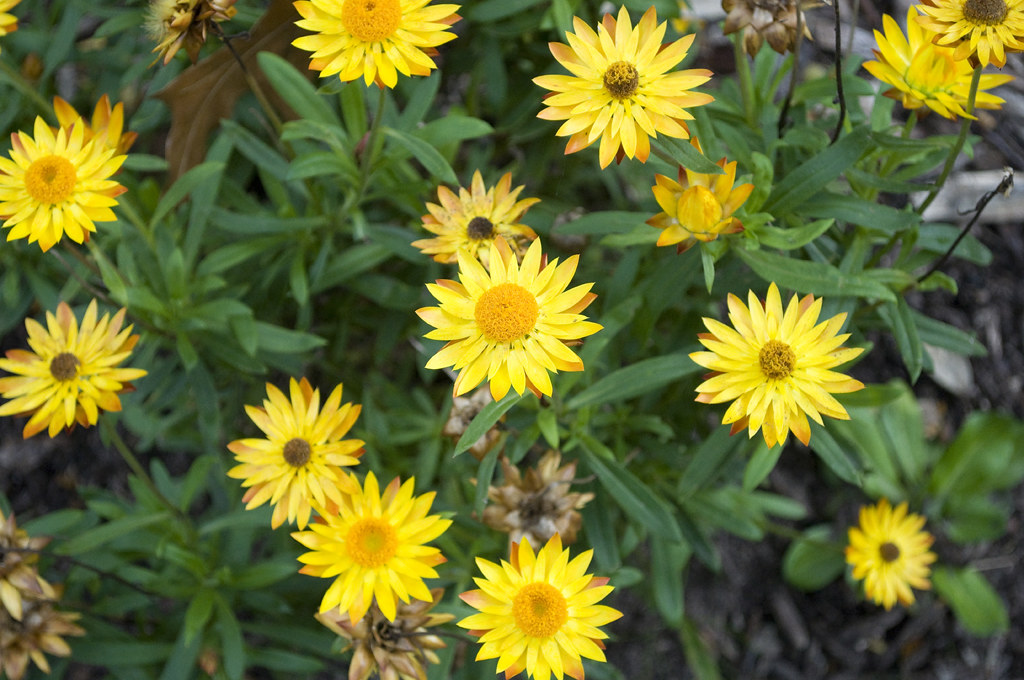 Yellow Paper Daisy Australian native flower Yellow Paper… Flickr