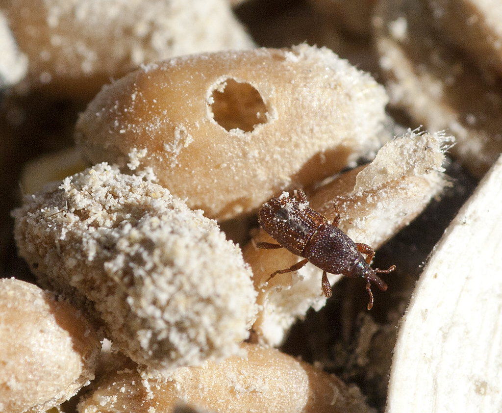 Bird seed Weevil This crawled out of the hole in the grain… Flickr