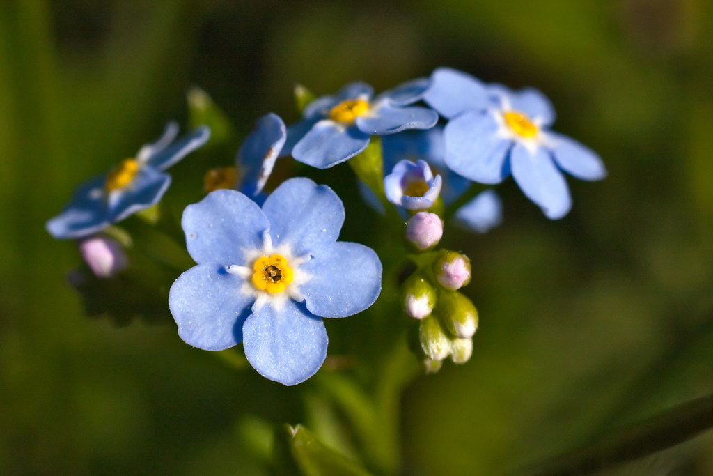 Tiny blue flowers on a mountain field I found this tiny bl… Flickr