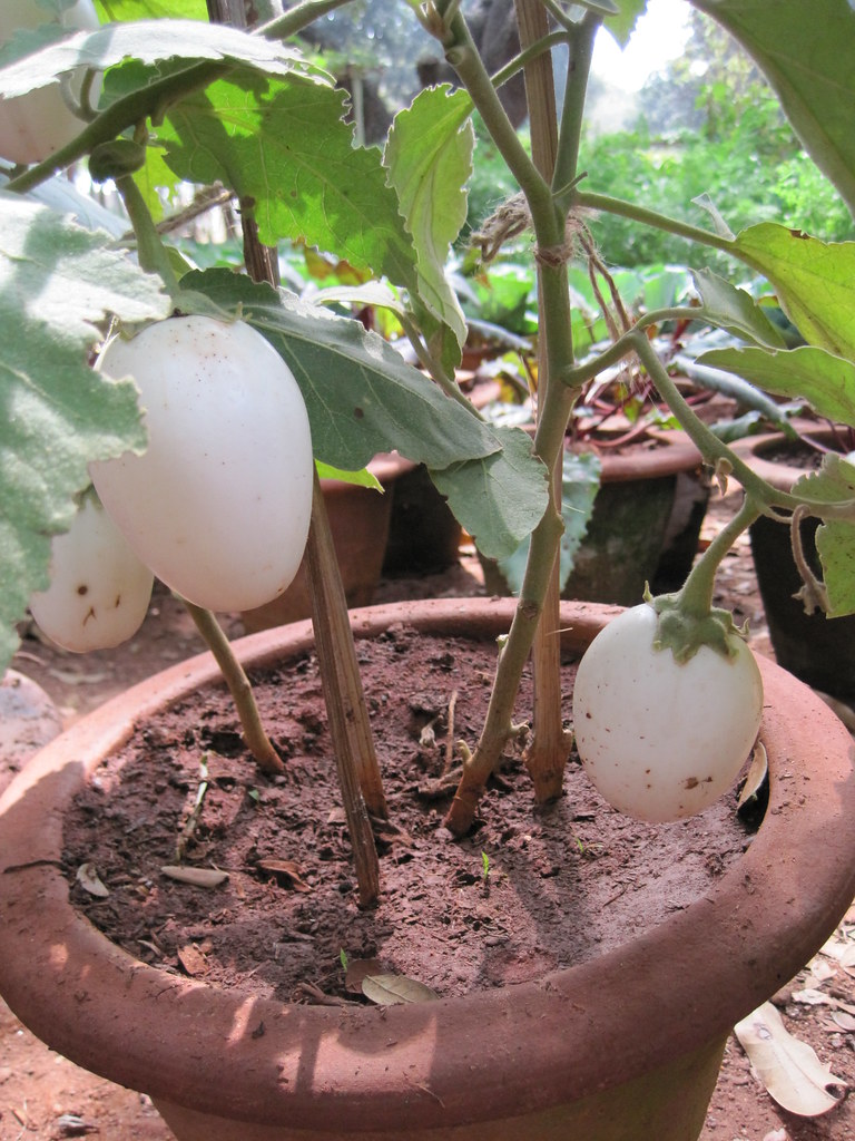 Eggs on a Plant GM Bringals Grown in a potBangalorenaj… Flickr