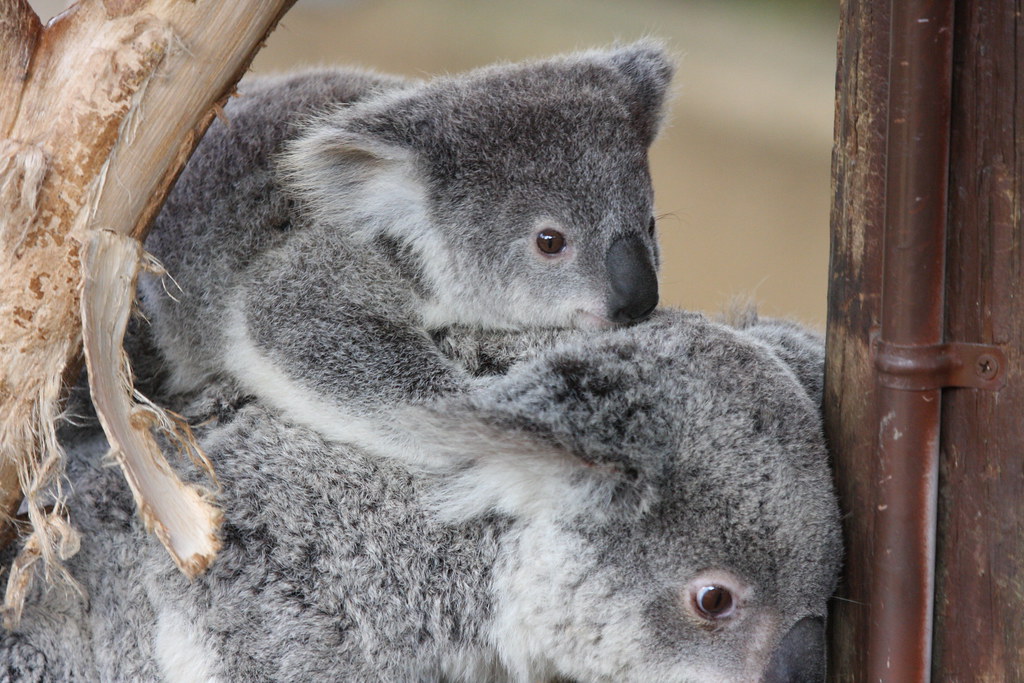 Baby Koala and Mom Nathan Rupert Flickr