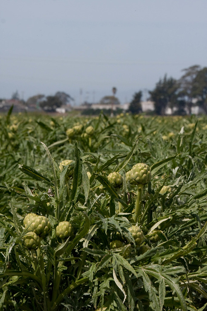 Artichokes Growing 1 Artichoke fields near Castroville, CA… Greg