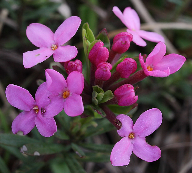 Daphne cneorum 100424A FlaumSteinröslein, Heideröslein Flickr