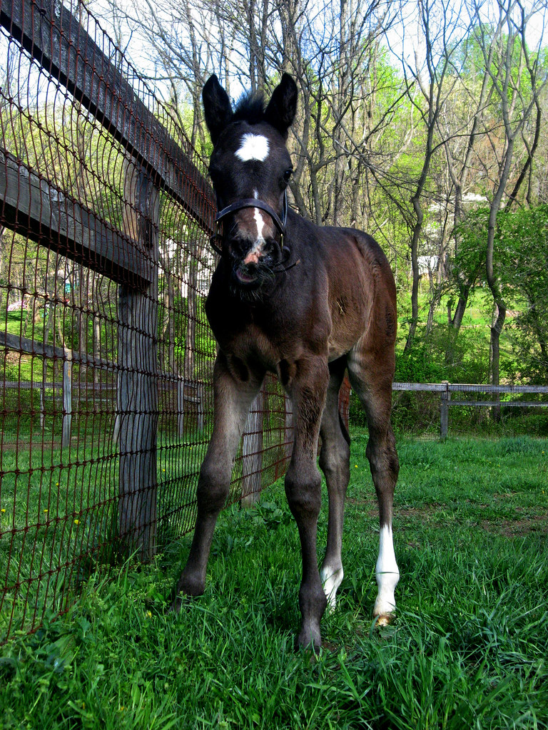 Capezio agrunwell Flickr