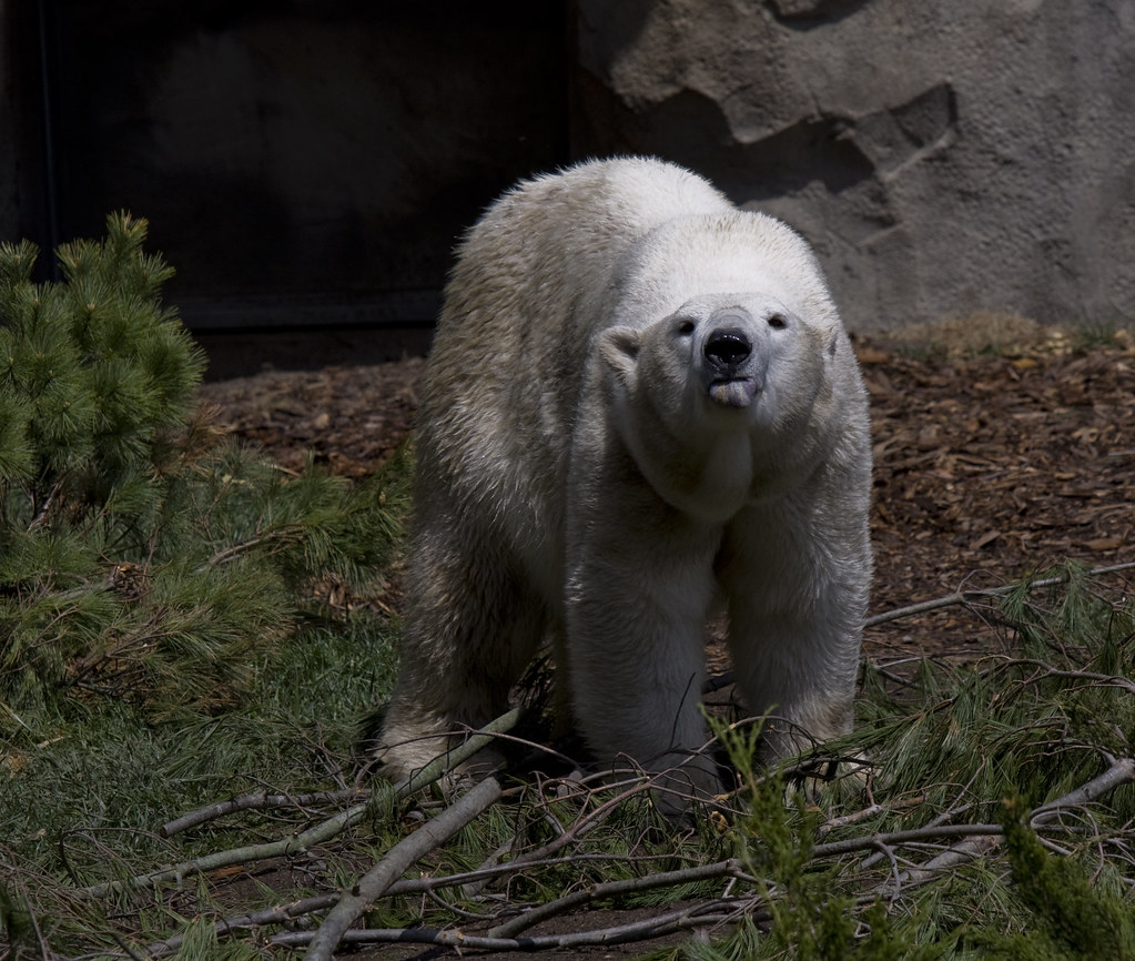 bear tongue_6303 Sneak Peak at the Great Bear Wilderness a… Flickr