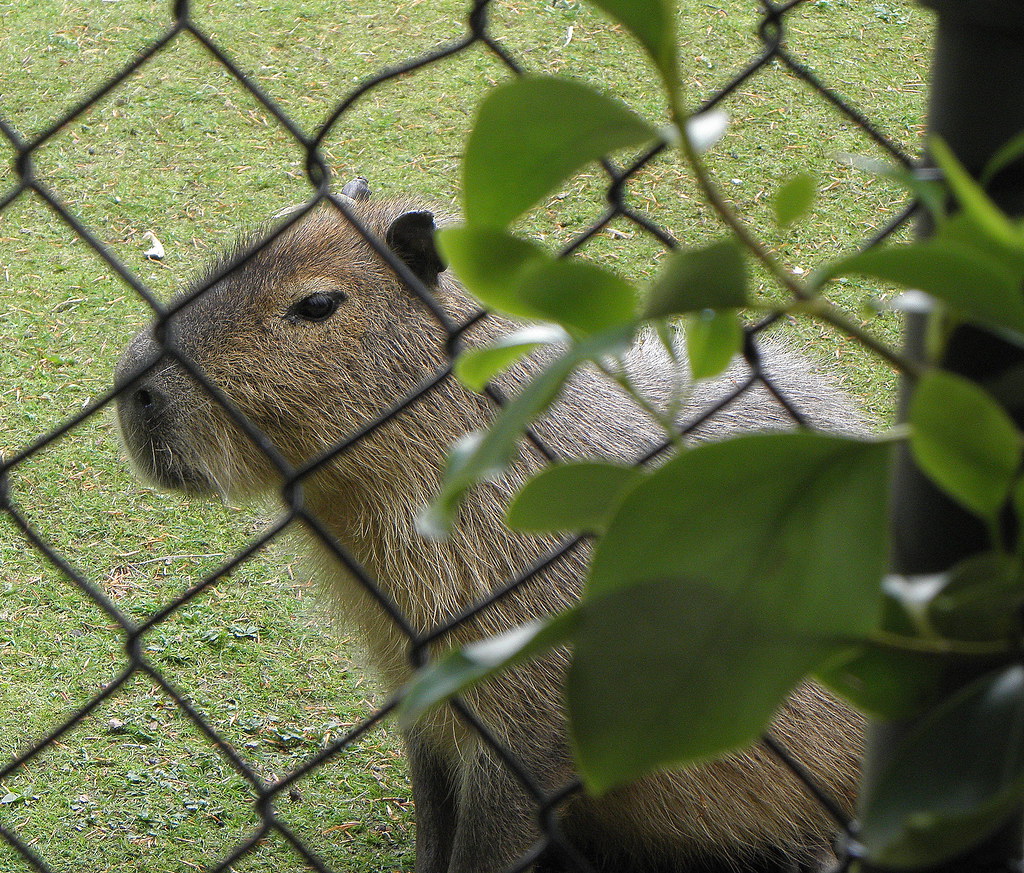 Capybara Belfast Zoo Dawn Flickr