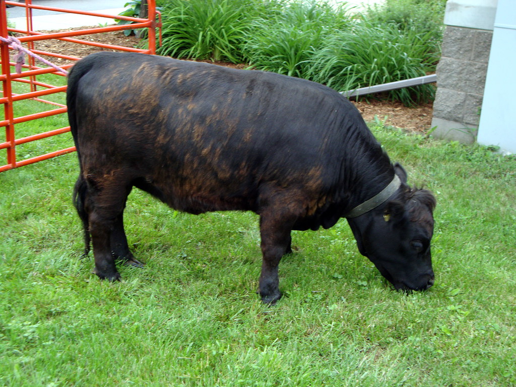A Grazing Cow At The Petting Zoo, Stratford Heritage Days.… Flickr