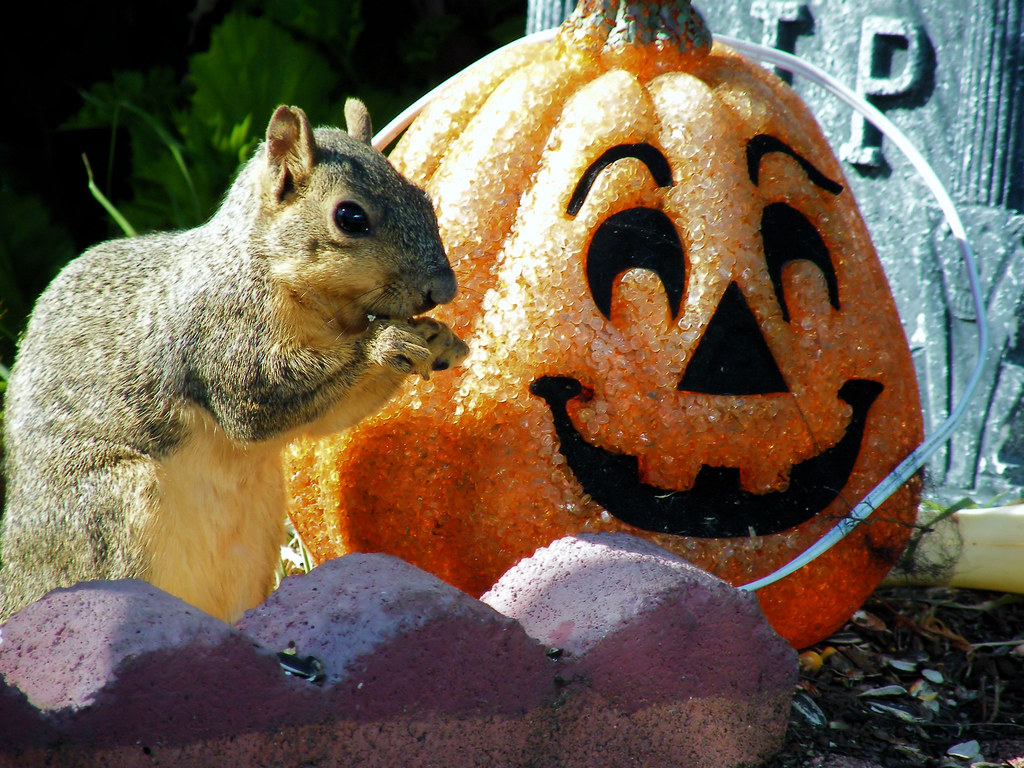 trick or treat Omar Wolf Lanz Flickr