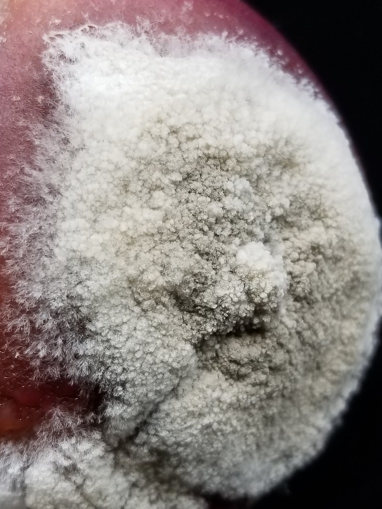 Yellow nectarine Brown rot a photo on Flickriver