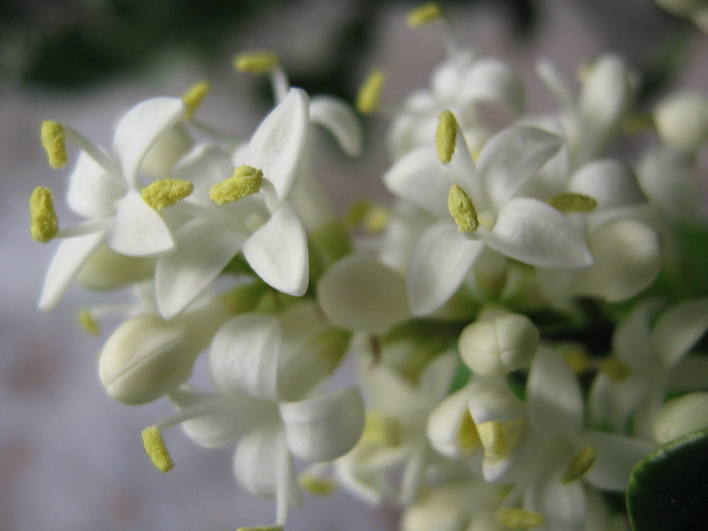 Flowers in bloom Tampa Palms, Tampa, Florida. These look l… Flickr
