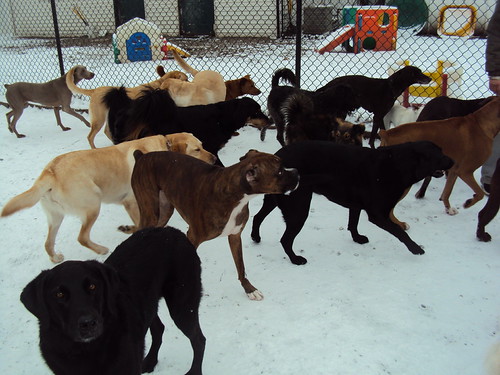 Linda's Camp K9 Flickr