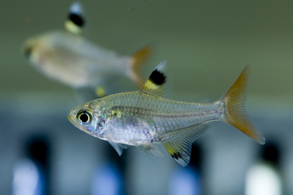 XRay Tetra Pristella maxillaries These are offspring of t… Flickr