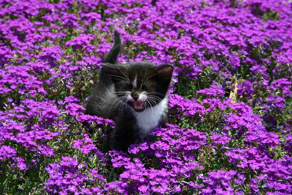 PURPLE KITTEN 2 keith jones Flickr