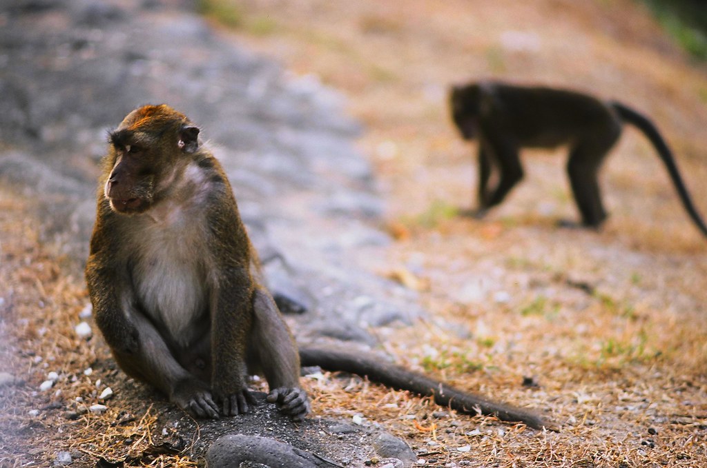 monkeys in the garden Flickr