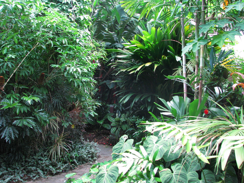 Tropical planting in Cairns Botanic Gardens Flickr