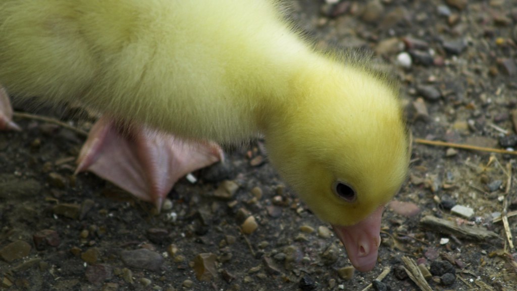 Baby Geese I bought some geese at Atwoods last weekend top… Flickr