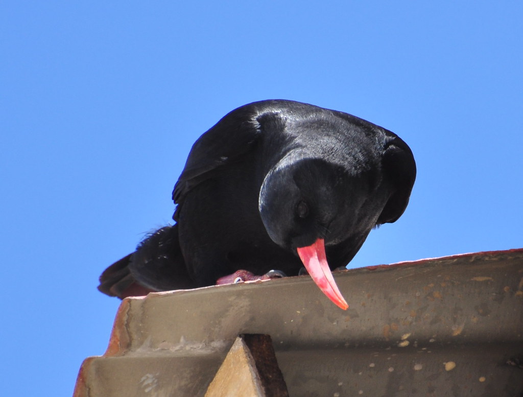 Crow with red beak what is inside ?? The Redbilled Choug… Flickr
