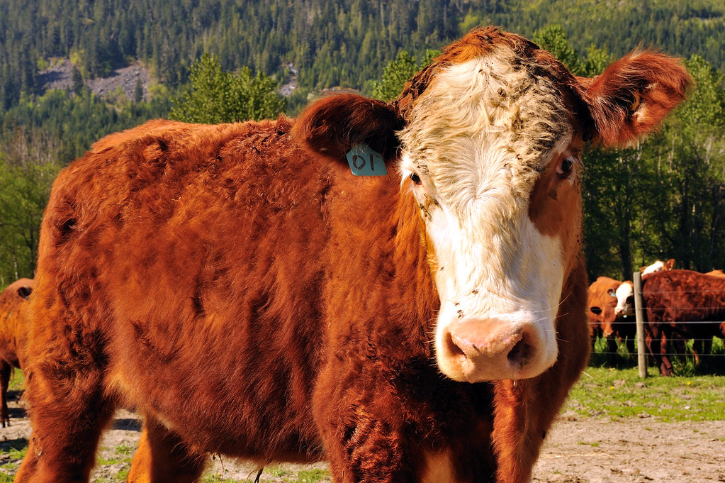 Pemberton Farms Mid May Day in the Pemberton Meadows dbsteers Flickr