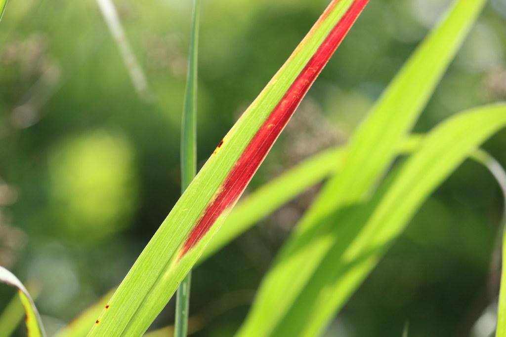 Bleeding grass Flickr