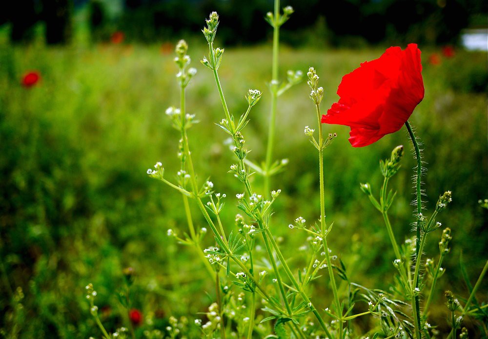 Out'n about... Ayers Creek Farm, Oregon GF1 and a 20/1.7 next61