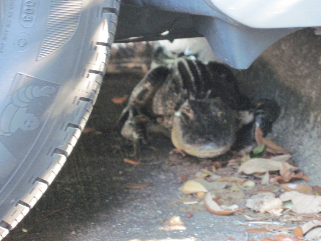 Alligator under Car Temple Terrace, Florida. The camera se… Flickr