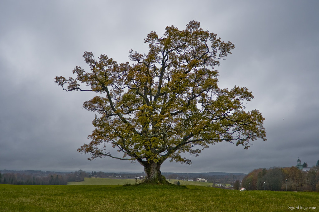 Autumn Oak Short exposure of the oak. Today was proper gri… Flickr
