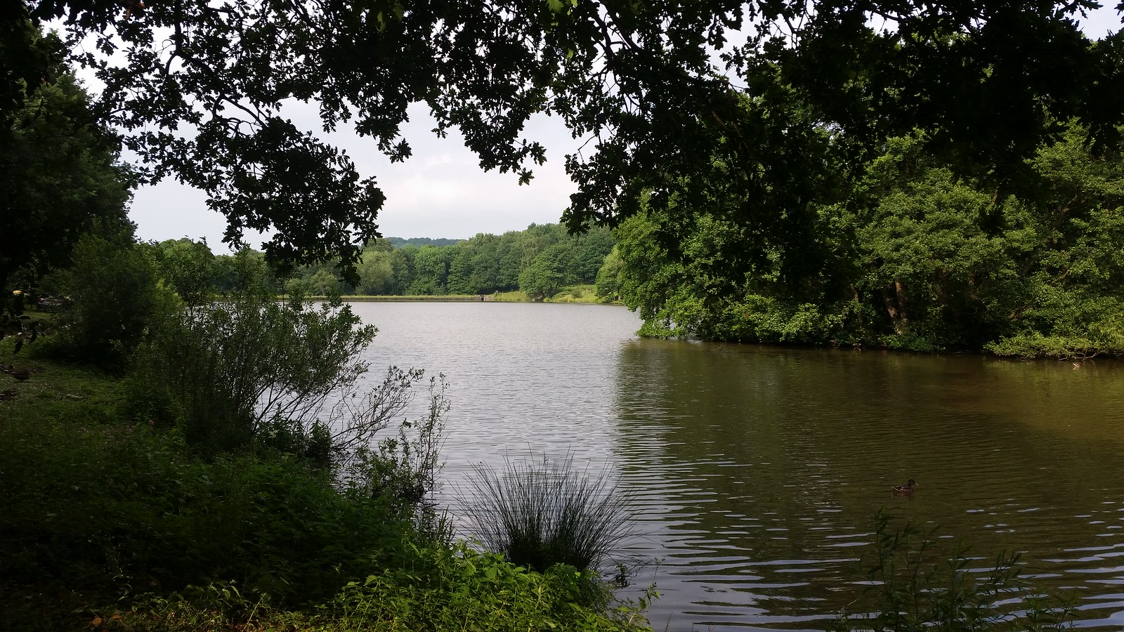 52/52 Project Mk4 Miller's Pond Hardwick Park Flickr