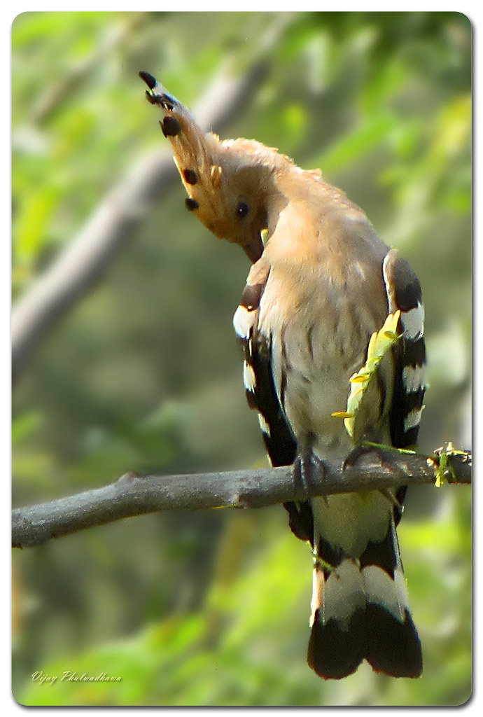 Common Hoopoe The Hoopoe is a medium sized bird, 2532 cm … Flickr