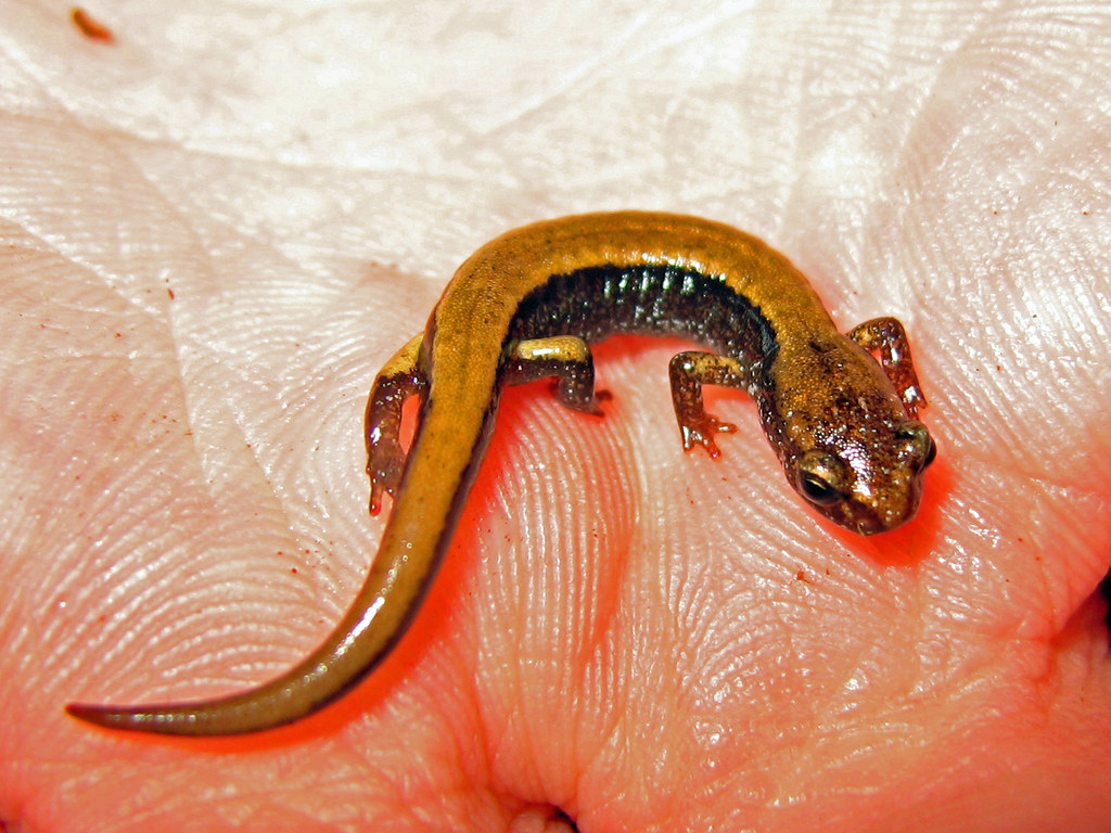 Baby Red Backed Salamander