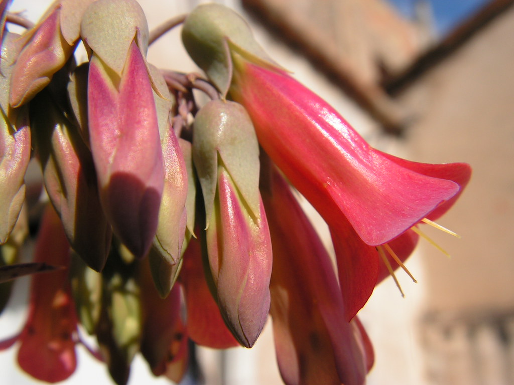 Kalanchoe x houghtonii 11299883 Flickr