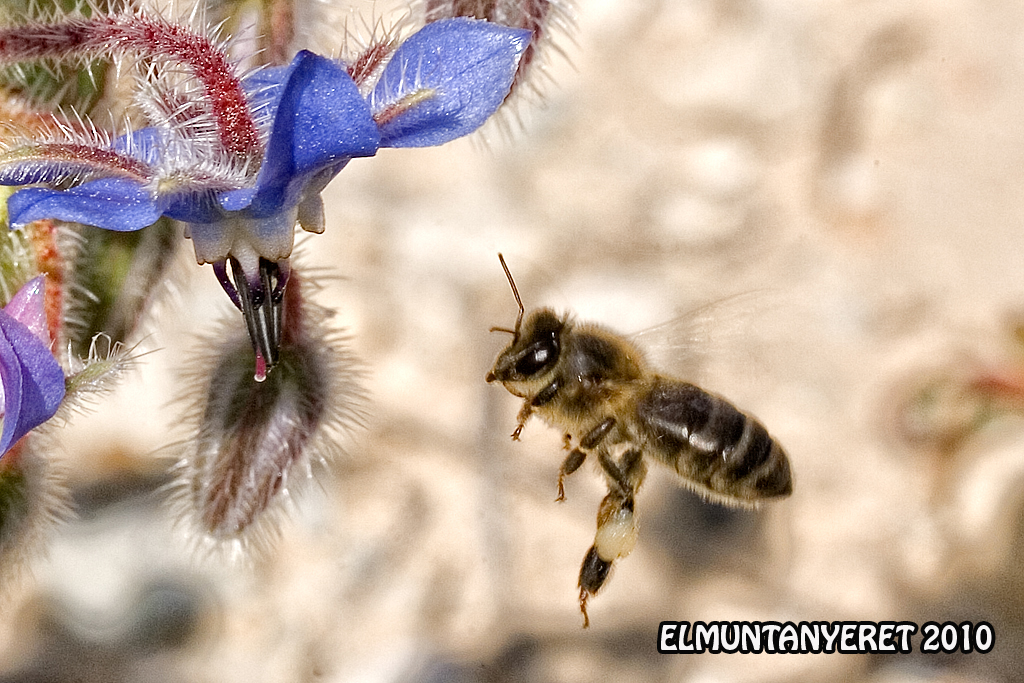ABEJA (Apis mellifera) TAXONOMIA DE LAS ABEJAS clase i… Flickr