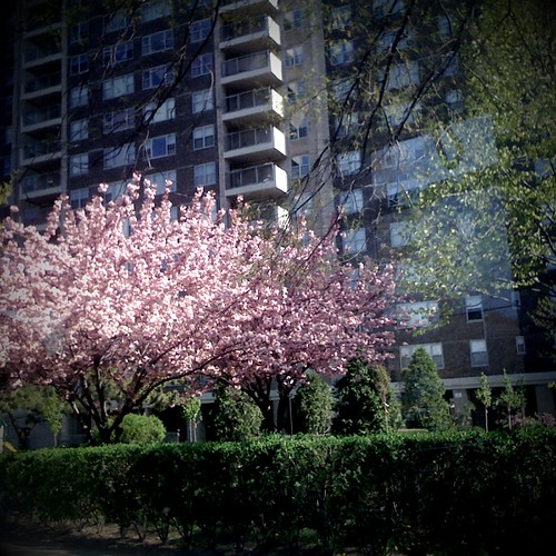 Coop Cherry Blossoms Posted via email from ulf's posterou… Flickr
