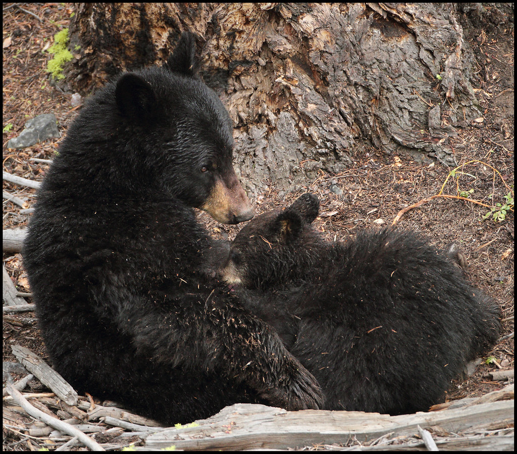 Mother and Cub A mother black bear nurses her cub near Tow… Flickr