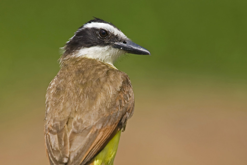 Elevation of Lasara, TX, USA Topographic Map Altitude Map